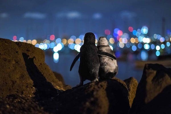 Two Penguins Hold Hands and Gaze at Melbourne's Beautiful Skyline, Making Lovely Moments
