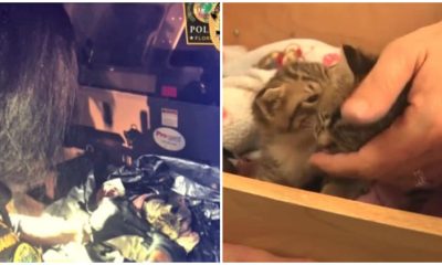 Unidentified Package Discovered on Miami Expressway; Police See 3 Abandoned Kittens Alive Inside Bag of Garbage