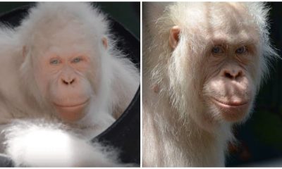 Unique Albino Orangutan Receives Her Own Island for a Happy Life