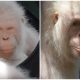 Unique Albino Orangutan Receives Her Own Island for a Happy Life