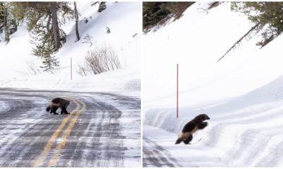 Visitors At Yellowstone Park Have A Chance To See The Rarest Animal Up Close