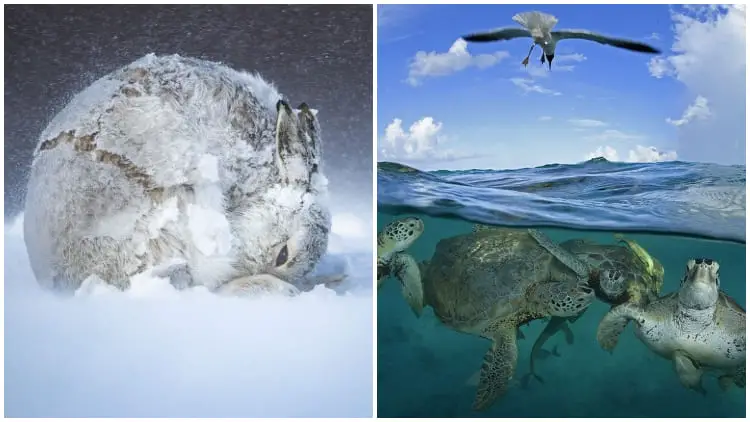 Wildlife Photography Awards Showcase 25 Images of Nature's Wonders