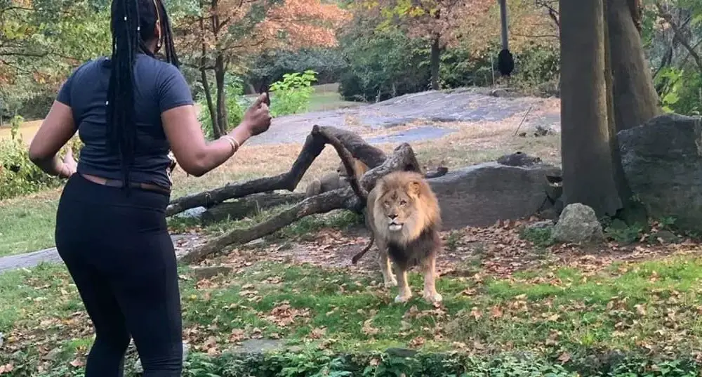 Woman Unexpectedly Climbs Zoo Fence to Approach African Lion