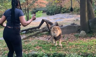 Woman Unexpectedly Climbs Zoo Fence to Approach African Lion