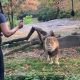 Woman Unexpectedly Climbs Zoo Fence to Approach African Lion