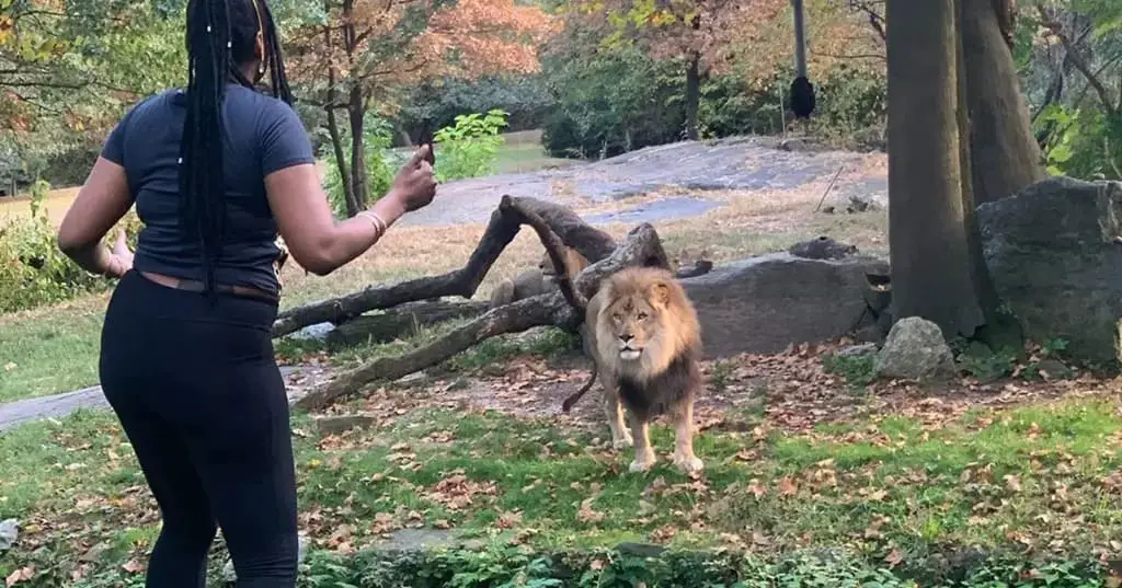 Woman Unexpectedly Climbs Zoo Fence to Approach African Lion