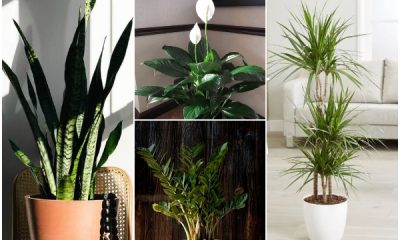 10 Easy-to-grow Houseplants for Dark Areas