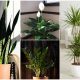 10 Easy-to-grow Houseplants for Dark Areas