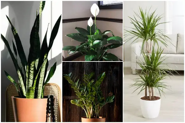 10 Easy-to-grow Houseplants for Dark Areas