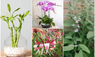 10 Fortune Plants For Your Home