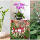 10 Fortune Plants For Your Home