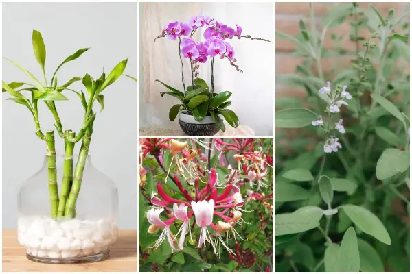 10 Fortune Plants For Your Home