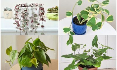 10 Indoor Plants That Display Heart-Shaped Leaves