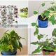 10 Indoor Plants That Display Heart-Shaped Leaves