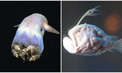 10 Newly Discovered Ocean Creatures That Will Leave You in Awe