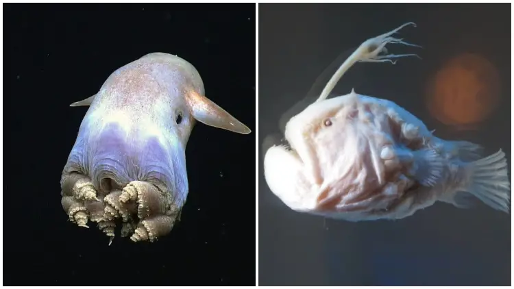 10 Newly Discovered Ocean Creatures That Will Leave You in Awe