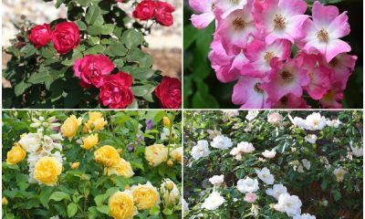 11 Best Beautiful Roses to Grow in the Garden