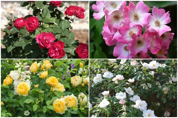 11 Best Beautiful Roses to Grow in the Garden