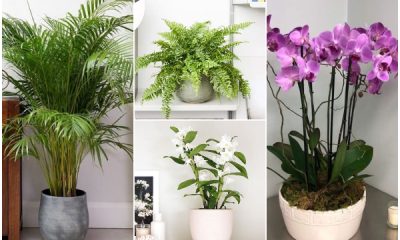 11 Best Pet-friendly Houseplants