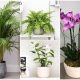 11 Best Pet-friendly Houseplants