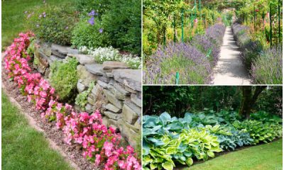 12 Beautiful Edging Plants