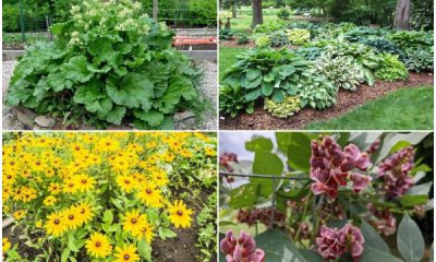 12 Beautiful Vegetables for an Edible Landscape