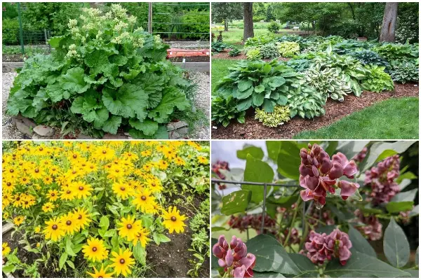 12 Beautiful Vegetables for an Edible Landscape