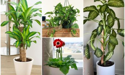 12 Best Houseplants Releasing Oxygen to Improve Health and Productivity