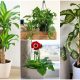 12 Best Houseplants Releasing Oxygen to Improve Health and Productivity