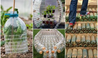 12 Easy and Useful Plastic Bottle Projects for Garden