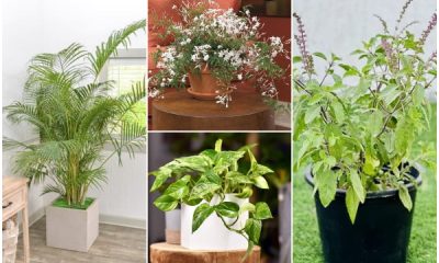 12 Indoor Plants Giving Positive Energy