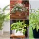 12 Indoor Plants Giving Positive Energy