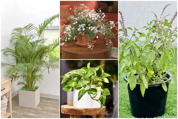 12 Indoor Plants Giving Positive Energy