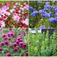 13 Easiest Cut Flower Varieties for Beginners