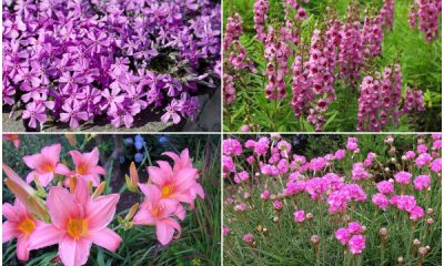 14 Pink Flowers to Give Your Garden a Stunning Look