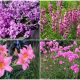 14 Pink Flowers to Give Your Garden a Stunning Look