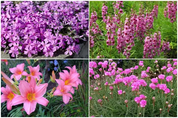 14 Pink Flowers to Give Your Garden a Stunning Look
