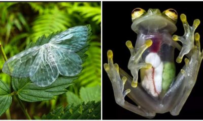 15 Amazing Pictures of See-Through Plants and Animals