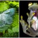 15 Amazing Pictures of See-Through Plants and Animals