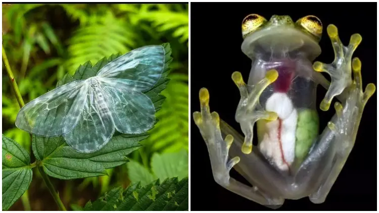 15 Amazing Pictures of See-Through Plants and Animals