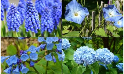 15 Best Blue Flowers to Add Charm to Any Garden