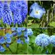 15 Best Blue Flowers to Add Charm to Any Garden