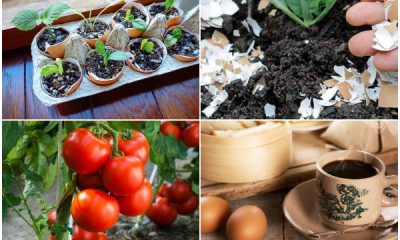 15 Great Eggshell Uses for Home and Garden