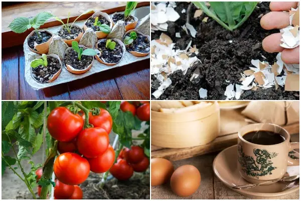 15 Great Eggshell Uses for Home and Garden