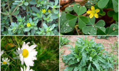 15 Useful Garden Weeds Bringing Health Benefits