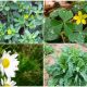 15 Useful Garden Weeds Bringing Health Benefits