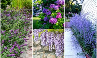 16 Purple Flowering Shrubs to Adorn Your Landscape