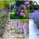 16 Purple Flowering Shrubs to Adorn Your Landscape