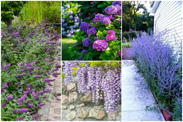 16 Purple Flowering Shrubs to Adorn Your Landscape