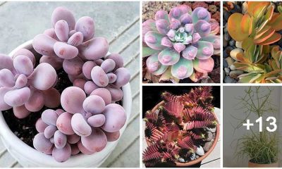 18 Amazing Color-changing Succulent Varieties